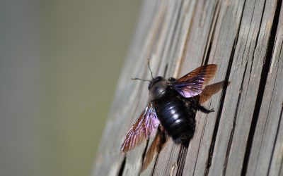 Why are carpenter bees a cause for concern?